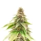 Graines féminisées de G13 Genius (Brothers Grimm Seeds)