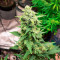 GG#4 Original Glue Auto Seeds