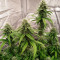 Gorilla Glue (Herbies Seeds)