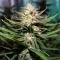 Semi femminizzati Gorilla Ice Cream (Expert Seeds)