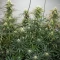 Graines de cannabis Gorilla Ice Cream (Expert Seeds)