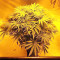 Z Gorilla feminized seeds