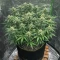 Hybrid X feminized seeds