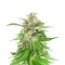 Jealousy Kush Seeds (Seedkeepers)