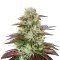 King’s Kush Auto Seeds