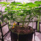 Mimosa EVO Seeds (Barney’s Farm)