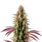 Pink Rozay Seeds