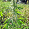 Ruderalis Indica Regular seeds