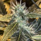 Shogun Seeds