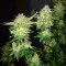 Speed Haze (Blackskull Seeds)