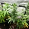 Steve’s Hellfire OG Seeds
