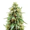 Strawberry Cough Auto Seeds