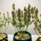 Sweet Bourbon Kush Auto Seeds