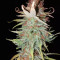 THC Bomb Seeds