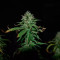 Triple Cheese feminized seeds