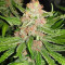 Tropicanna Poison F1 Fast Version Feminized Seeds (Sweet Seeds)