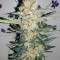 Wedding Cake feminized seeds (Original Sensible Seeds)