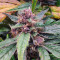 Strawberry Gorilla Auto strain