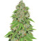 Alien Gorilla (Big Head Seeds)