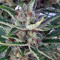 Auto Malawi x Northern Lights