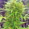 BCN Power Plant Autoflower feminized seeds