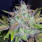 Berry Ryder Auto feminized seeds