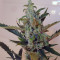 Berry Ryder Auto feminized seeds