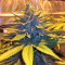 Bubble Bomb feminized seeds