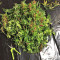 Graines de cannabis Chem Berry D regular (Dark Horse Genetics)