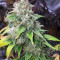 Fuel OG (Ripper Seeds)