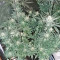 King Kong Seeds