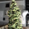 NL Auto Seeds