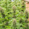 Orient Express x Nepal Jam (Ace Seeds)