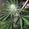 Original Bruce Banner Seeds