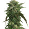 Original Bruce Banner regular (Dark Horse Genetics)