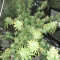 Pakistan Chitral Kush Seeds