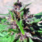 Pakistan Chitral Kush feminized seeds (Ace Seeds)