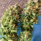 Graines de cannabis Skywalka Ghost Kush (Big Head Seeds)
