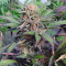 Somango (Soma Seeds)