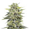 Sour Lemon OG feminized seeds (Emerald Triangle Seeds)