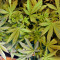 Super Lemon Haze Auto CBD (GHS)