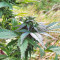 Super Skunk Seeds (Seedstockers)