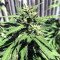 Supercheese Seeds