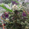 Toxic feminized seeds