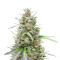 Afghan Auto (Herbies Seeds)