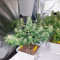 Semi femminizzati di Berry Bomb Auto