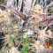 Dozy Breath Feminized Seeds (AlphaFem Seeds)