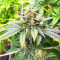 Dozy Doz Feminized Seeds (AlphaFem Seeds)