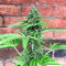 Fruit Punch Auto (Heavyweight Seeds)