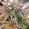 Sementes Feminizadas de Grandaddy Banner (AlphaFem Seeds)